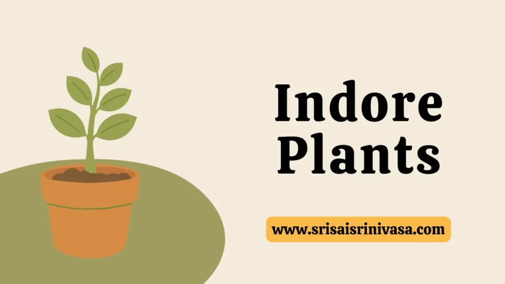 Indore plants