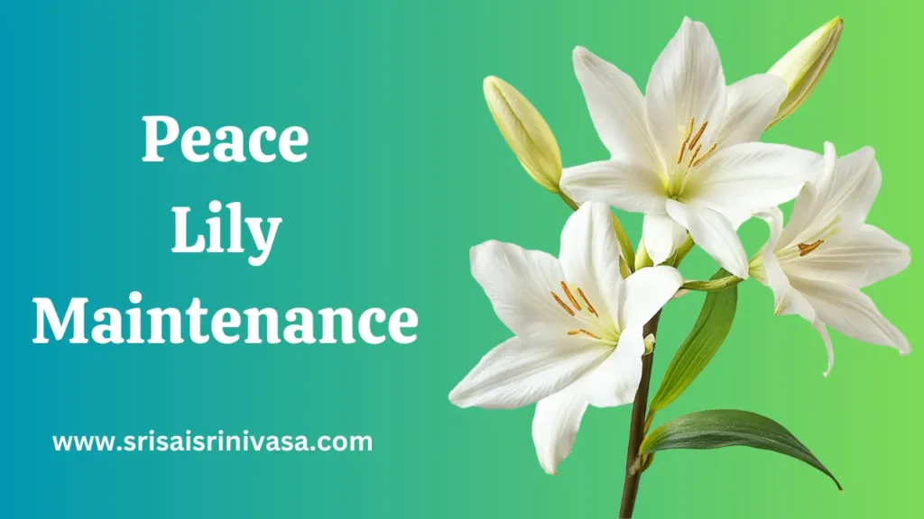Peace Lily Maintenance