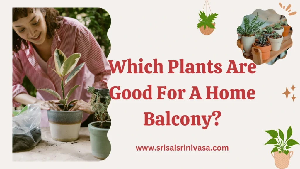 Which plants are good for a home balcony